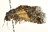  ( - BIOUG01367-E08)  @12 [ ] CreativeCommons - Attribution (2012) CBG Photography Group Centre for Biodiversity Genomics
