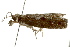  ( - BIOUG01396-E03)  @13 [ ] CreativeCommons - Attribution (2012) CBG Photography Group Centre for Biodiversity Genomics