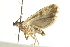 ( - BIOUG01397-D08)  @13 [ ] CreativeCommons - Attribution (2012) CBG Photography Group Centre for Biodiversity Genomics