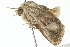  ( - BIOUG01397-G10)  @12 [ ] CreativeCommons - Attribution (2012) CBG Photography Group Centre for Biodiversity Genomics