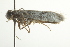  (Mesepiola sp - BIOUG01414-A06)  @12 [ ] CreativeCommons - Attribution (2012) CBG Photography Group Centre for Biodiversity Genomics
