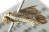  (Dichomeris fistuca - BIOUG01416-C11)  @12 [ ] CreativeCommons - Attribution (2012) CBG Photography Group Centre for Biodiversity Genomics