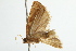  ( - BIOUG01425-G04)  @12 [ ] CreativeCommons - Attribution (2012) CBG Photography Group Centre for Biodiversity Genomics