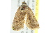  ( - BIOUG01451-D02)  @12 [ ] CreativeCommons - Attribution (2012) CBG Photography Group Centre for Biodiversity Genomics