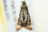 ( - BIOUG01451-A08)  @12 [ ] CreativeCommons - Attribution (2012) CBG Photography Group Centre for Biodiversity Genomics