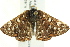  (Phyciodes pallescens - BIOUG01452-A03)  @13 [ ] CreativeCommons - Attribution (2012) CBG Photography Group Centre for Biodiversity Genomics