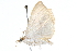  ( - BIOUG01453-B01)  @13 [ ] CreativeCommons - Attribution (2016) CBG Photography Group Centre for Biodiversity Genomics