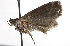 ( - BIOUG01539-D03)  @12 [ ] CreativeCommons - Attribution (2012) CBG Photography Group Centre for Biodiversity Genomics