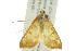  (Neohelvibotys arizonensis - BIOUG01455-D12)  @13 [ ] CreativeCommons - Attribution (2012) CBG Photography Group Centre for Biodiversity Genomics