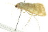  ( - BIOUG01455-F10)  @12 [ ] CreativeCommons - Attribution (2012) CBG Photography Group Centre for Biodiversity Genomics