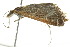  ( - BIOUG01455-H02)  @13 [ ] CreativeCommons - Attribution (2012) CBG Photography Group Centre for Biodiversity Genomics