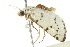  (Grotella binda - BIOUG01465-A09)  @13 [ ] CreativeCommons - Attribution (2012) CBG Photography Group Centre for Biodiversity Genomics