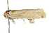  ( - BIOUG01467-G04)  @12 [ ] CreativeCommons - Attribution (2012) CBG Photography Group Centre for Biodiversity Genomics