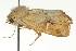  ( - BIOUG01540-G11)  @13 [ ] CreativeCommons - Attribution (2012) CBG Photography Group Centre for Biodiversity Genomics