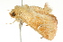  ( - BIOUG01540-H07)  @13 [ ] CreativeCommons - Attribution (2012) CBG Photography Group Centre for Biodiversity Genomics