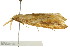  ( - BIOUG01542-F11)  @13 [ ] CreativeCommons - Attribution (2012) CBG Photography Group Centre for Biodiversity Genomics
