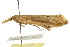  ( - BIOUG01542-G02)  @13 [ ] CreativeCommons - Attribution (2012) CBG Photography Group Centre for Biodiversity Genomics