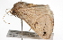  ( - BIOUG01825-D01)  @12 [ ] CreativeCommons - Attribution (2012) CBG Photography Group Centre for Biodiversity Genomics
