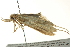  ( - BIOUG01550-H05)  @12 [ ] CreativeCommons - Attribution (2012) CBG Photography Group Centre for Biodiversity Genomics