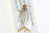  ( - BIOUG01824-H01)  @12 [ ] CreativeCommons - Attribution (2012) CBG Photography Group Centre for Biodiversity Genomics