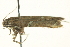  (Caloptilia triadicae - BIOUG01827-C10)  @12 [ ] CreativeCommons - Attribution (2012) CBG Photography Group Centre for Biodiversity Genomics
