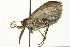  ( - BIOUG01986-F01)  @13 [ ] CreativeCommons - Attribution (2013) CBG Photography Group Centre for Biodiversity Genomics