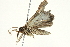 ( - BIOUG01986-F04)  @13 [ ] CreativeCommons - Attribution (2013) CBG Photography Group Centre for Biodiversity Genomics