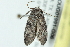  ( - BIOUG01991-G06)  @12 [ ] CreativeCommons - Attribution (2013) CBG Photography Group Centre for Biodiversity Genomics