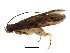  ( - BIOUG01947-C11)  @12 [ ] CreativeCommons - Attribution (2012) CBG Photography Group Centre for Biodiversity Genomics