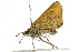  ( - 10BBCLP-0284)  @14 [ ] CreativeCommons - Attribution (2010) CBG Photography Group Centre for Biodiversity Genomics