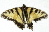  ( - 10BBCLP-0289)  @13 [ ] CreativeCommons - Attribution (2010) CBG Photography Group Centre for Biodiversity Genomics