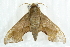  ( - 10BBCLP-0571)  @13 [ ] CreativeCommons - Attribution (2011) CBG Photography Group Centre for Biodiversity Genomics