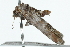  ( - 10BBCLP-0619)  @12 [ ] CreativeCommons - Attribution (2011) CBG Photography Group Centre for Biodiversity Genomics