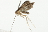  ( - 10BBCLP-0727)  @11 [ ] CreativeCommons - Attribution (2011) CBG Photography Group Centre for Biodiversity Genomics