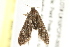  ( - 10BBCLP-0731)  @12 [ ] CreativeCommons - Attribution (2011) CBG Photography Group Centre for Biodiversity Genomics
