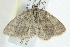  ( - 10BBCLP-0871)  @14 [ ] CreativeCommons - Attribution (2011) CBG Photography Group Centre for Biodiversity Genomics