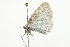  ( - 10BBCLP-0878)  @12 [ ] CreativeCommons - Attribution (2011) CBG Photography Group Centre for Biodiversity Genomics