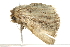  ( - 10BBCLP-1384)  @13 [ ] CreativeCommons - Attribution (2011) CBG Photography Group Centre for Biodiversity Genomics