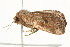  ( - 10BBCLP-1429)  @13 [ ] CreativeCommons - Attribution (2011) CBG Photography Group Centre for Biodiversity Genomics