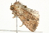  ( - 10BBCLP-1430)  @13 [ ] CreativeCommons - Attribution (2011) CBG Photography Group Centre for Biodiversity Genomics