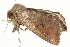  ( - 10BBCLP-1432)  @13 [ ] CreativeCommons - Attribution (2011) CBG Photography Group Centre for Biodiversity Genomics