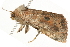  ( - 10BBCLP-1435)  @13 [ ] CreativeCommons - Attribution (2011) CBG Photography Group Centre for Biodiversity Genomics