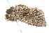  ( - 10BBCLP-1676)  @13 [ ] CreativeCommons - Attribution (2011) CBG Photography Group Centre for Biodiversity Genomics