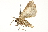  ( - 10BBCLP-1881)  @14 [ ] CreativeCommons - Attribution (2011) CBG Photography Group Centre for Biodiversity Genomics