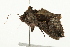  ( - 09BBELE-1132)  @13 [ ] CreativeCommons - Attribution (2009) Unspecified Centre for Biodiversity Genomics