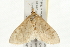  (Anania extricalis - 09BBELE-1190)  @14 [ ] CreativeCommons - Attribution (2009) Unspecified Centre for Biodiversity Genomics