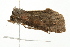  ( - 09BBELE-1237)  @14 [ ] CreativeCommons - Attribution (2009) Unspecified Centre for Biodiversity Genomics