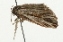  ( - 09BBELE-1813)  @12 [ ] CreativeCommons - Attribution (2009) Unspecified Centre for Biodiversity Genomics