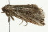  ( - 09BBELE-1822)  @12 [ ] CreativeCommons - Attribution (2009) Unspecified Centre for Biodiversity Genomics