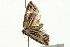  ( - 09BBELE-1845)  @12 [ ] CreativeCommons - Attribution (2009) Unspecified Centre for Biodiversity Genomics